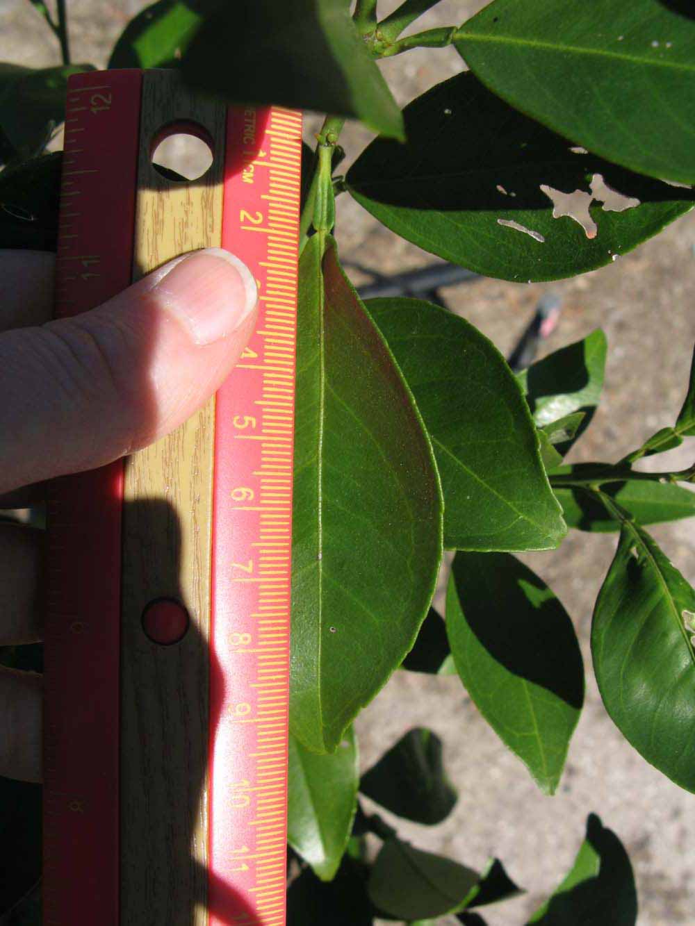            Unifoliolate leaf (Winter Haven, FL)   